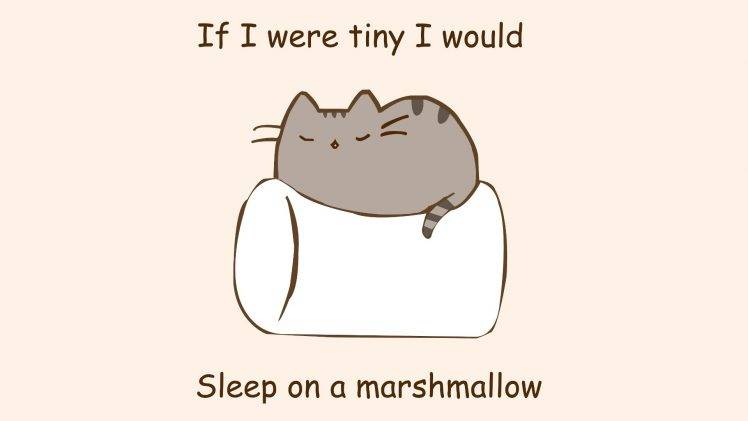 humor, Marshmallows, Cat HD Wallpaper Desktop Background