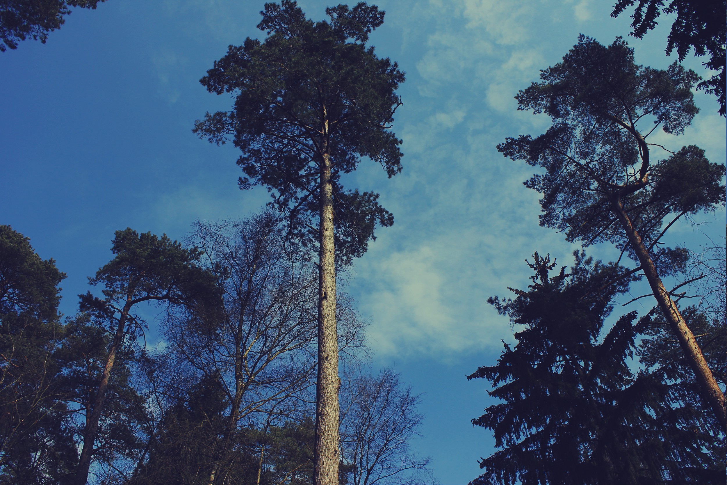 nature, Animals, Earth, Flowers Wallpaper