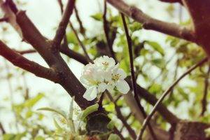 nature, Flowers, Branch