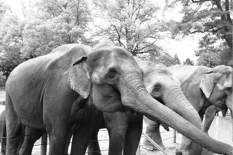 nature, Animals, Elephants, Mammals HD Wallpaper Desktop Background