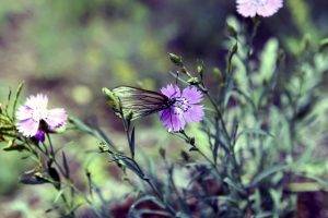 nature, Butterfly, Flowers, Depth Of Field, Purple Flowers