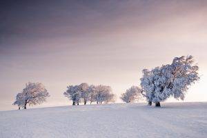 nature, Landscape, Winter, Snow, Field, Trees, Overcast, Sky