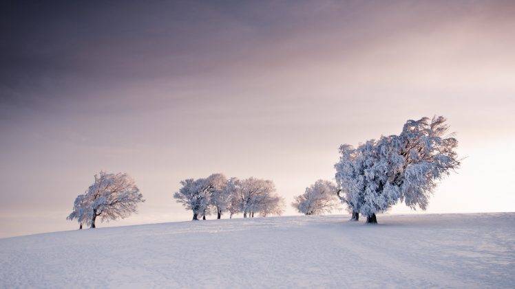 nature, Landscape, Winter, Snow, Field, Trees, Overcast, Sky HD Wallpaper Desktop Background