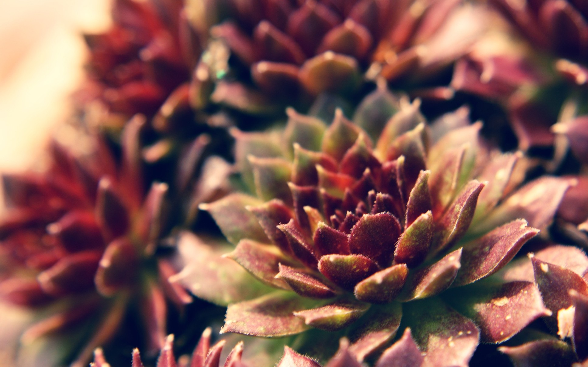 succulent wallpaper for home