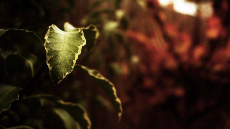 leaves, Nature, Depth Of Field, Macro, Plants HD Wallpaper Desktop Background