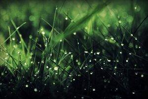grass, Water Drops, Nature, Macro