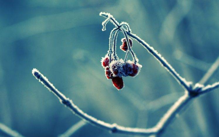 winter, Frost, Macro, Berries, Branch, Nature HD Wallpaper Desktop Background