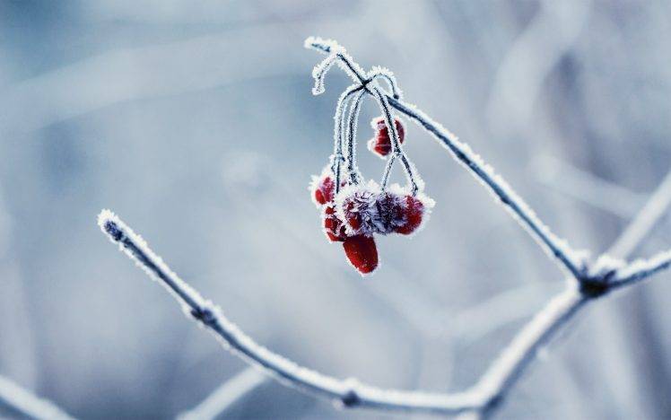 winter, Frost, Cold, Nature, Berries HD Wallpaper Desktop Background