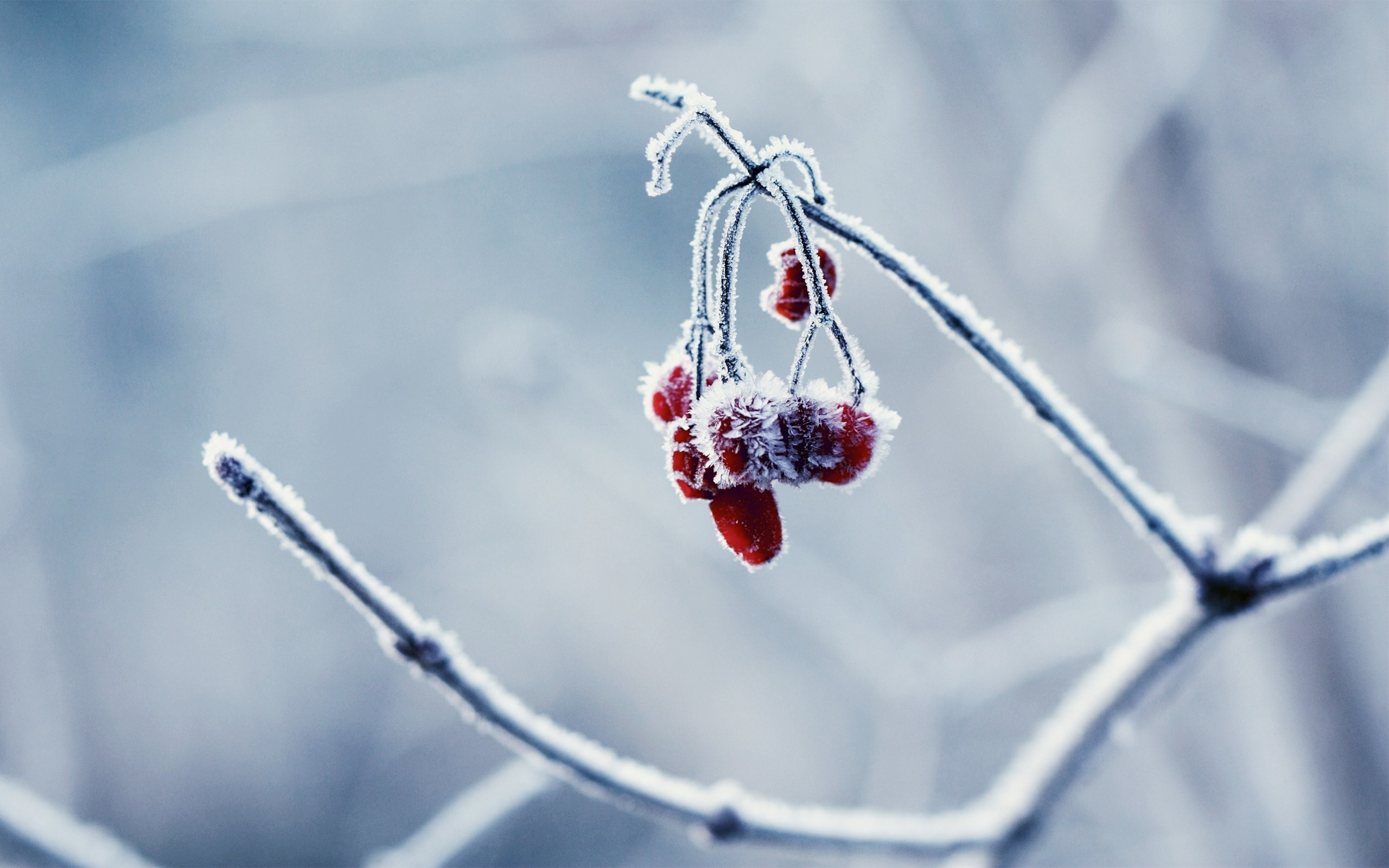 winter, Frost, Cold, Nature, Berries Wallpaper