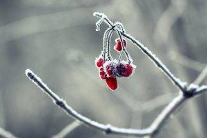 winter, Frost, Nature, Macro, Berries, Branch, Gray