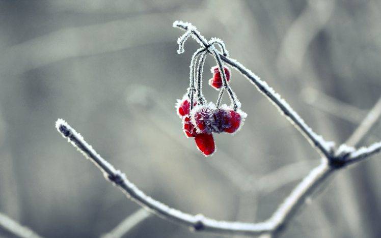 winter, Frost, Nature, Macro, Berries, Branch, Gray HD Wallpaper Desktop Background