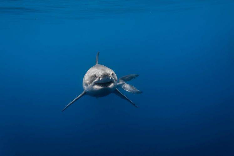 animals, Great White Shark, Underwater, Sea, Blue, Tail, Shark HD Wallpaper Desktop Background
