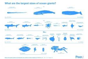animals, Fish, Whale, Divers, Scale, White Background, Shark, Turtle, Crabs, Walruses, Seals, Octopus, Squids, Jellyfish, Worms, Infographics, Sea Sponge