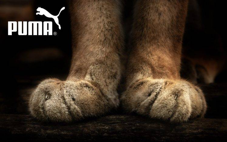 Puma, Paws, Pumas, Animals HD Wallpaper Desktop Background