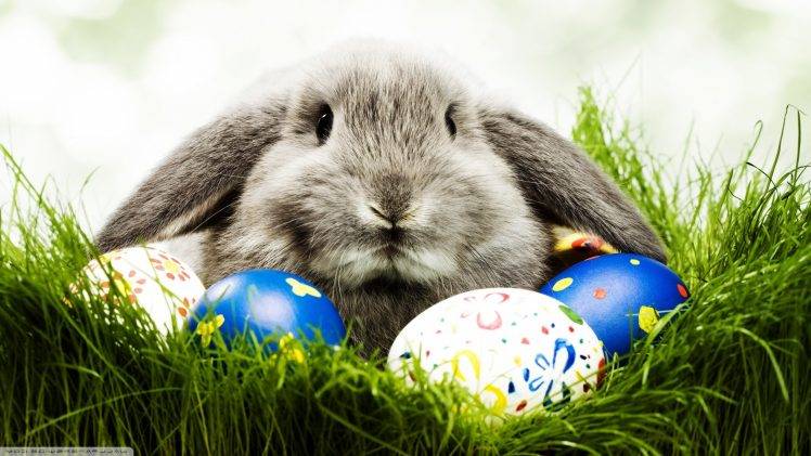 animals, Rabbits, Easter, Eggs HD Wallpaper Desktop Background