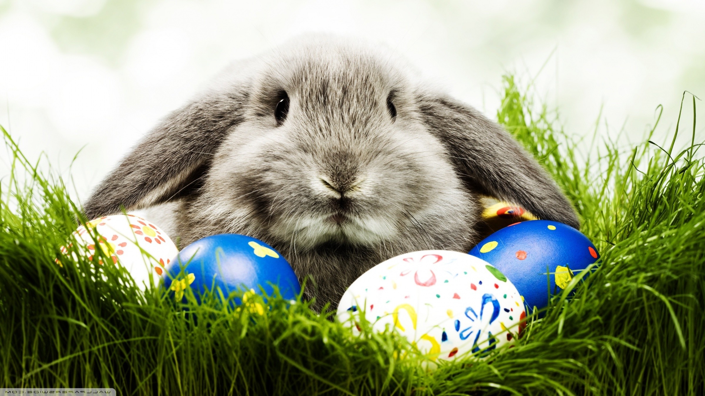animals, Rabbits, Easter, Eggs Wallpaper