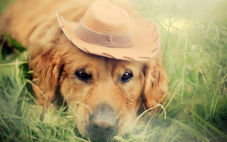dog, Animals, Grass, Labrador Retriever HD Wallpaper Desktop Background