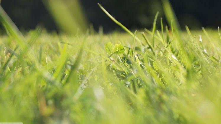 nature, Grass, Clovers, Macro, Depth Of Field, Green HD Wallpaper Desktop Background