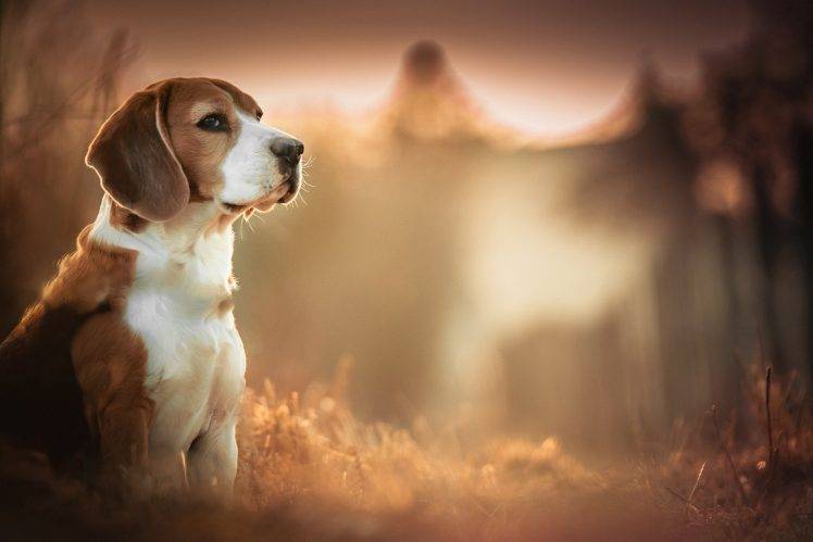 Beagles, Dog, Blurred, Depth Of Field, Animals Wallpapers HD / Desktop and  Mobile Backgrounds
