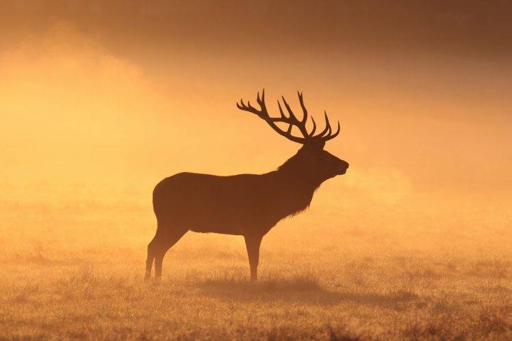 deer, Animals, Mammals, Stags, Silhouette, Grass, Field, Orange, Elk, Morning HD Wallpaper Desktop Background