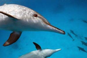 water, Animals, Mammals, Dolphin