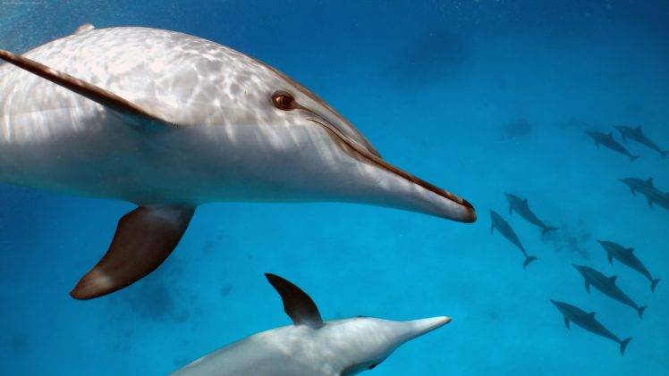 water, Animals, Mammals, Dolphin HD Wallpaper Desktop Background