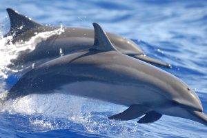 dolphin, Water, Animals, Mammals, Sea