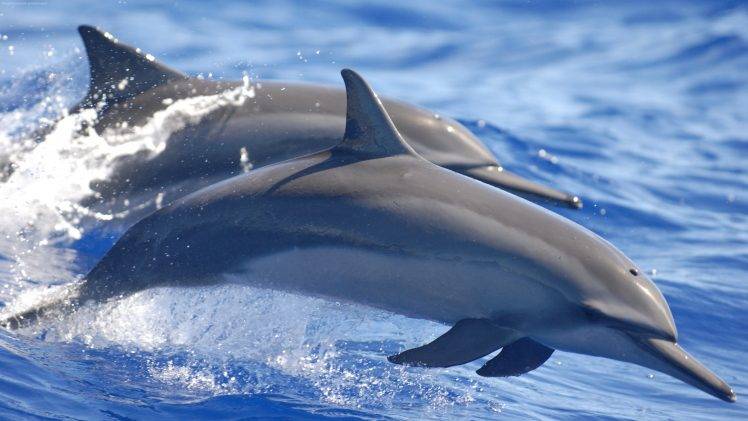 dolphin, Water, Animals, Mammals, Sea HD Wallpaper Desktop Background