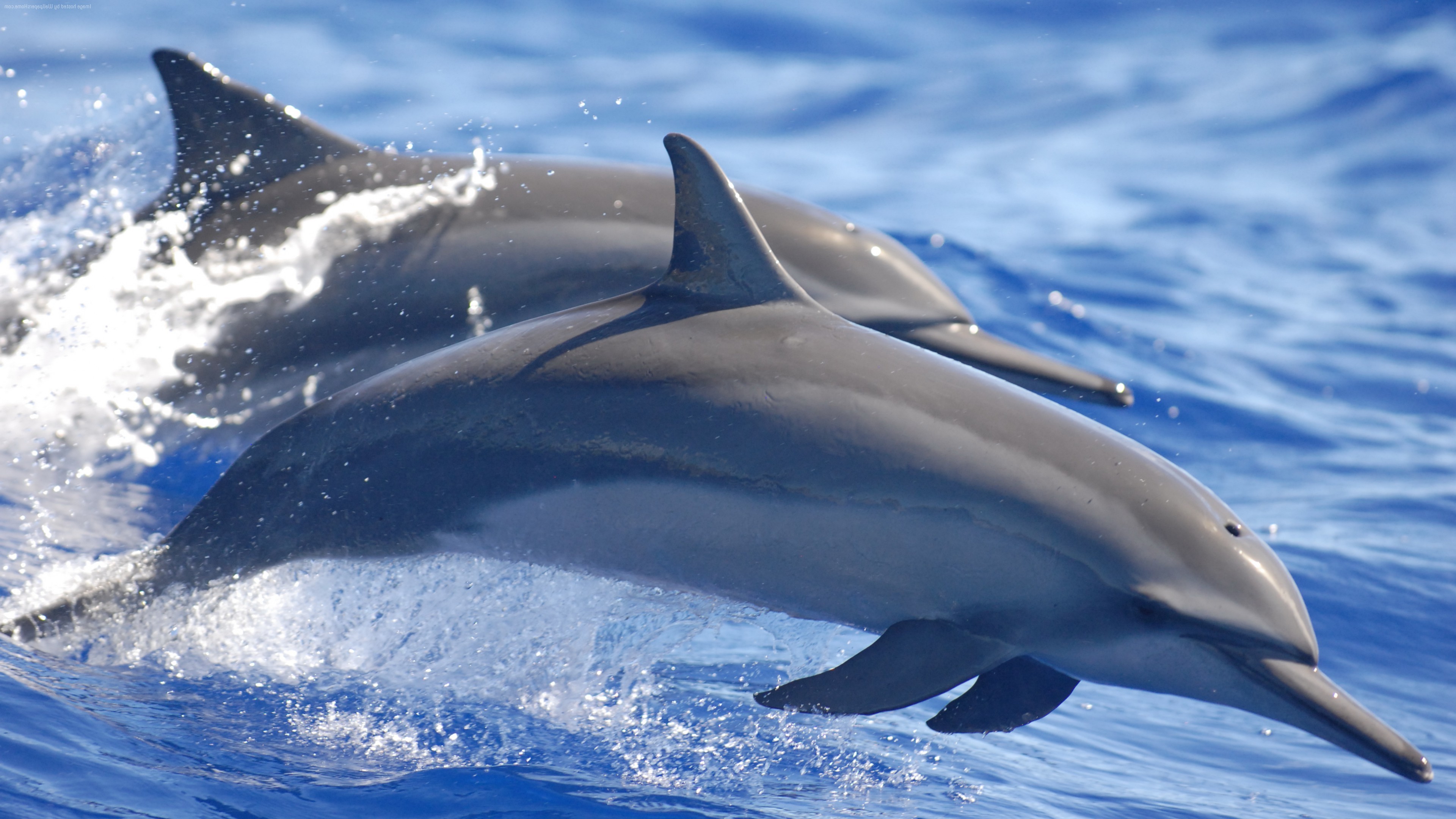 dolphin, Water, Animals, Mammals, Sea Wallpapers HD / Desktop and