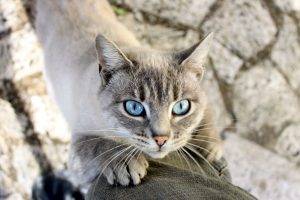 cat, Nature, Animals, Blue Eyes, Mammals