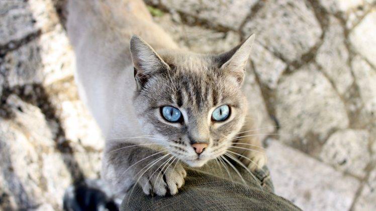 cat, Nature, Animals, Blue Eyes, Mammals HD Wallpaper Desktop Background
