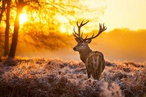 deer, Animals, Nature, Landscape, Sunlight, Mammals