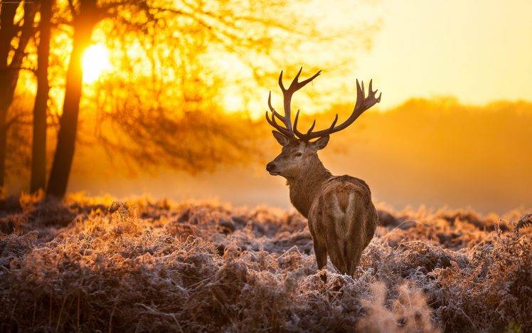 deer, Animals, Nature, Landscape, Sunlight, Mammals HD Wallpaper Desktop Background