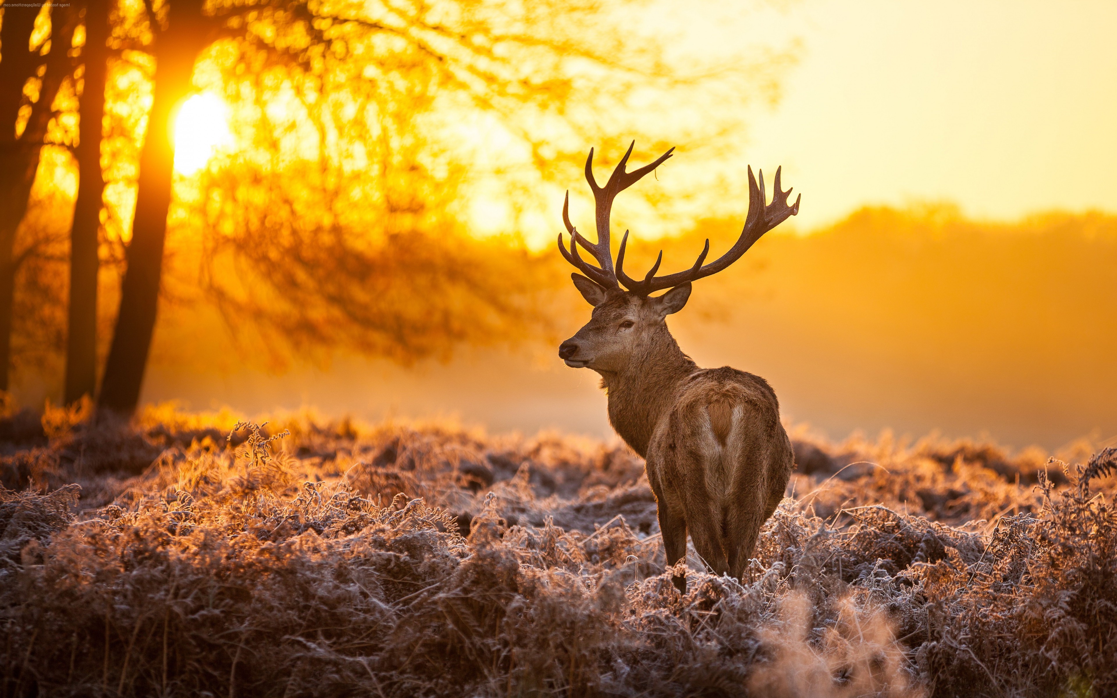 deer, Animals, Nature, Landscape, Sunlight, Mammals Wallpapers HD