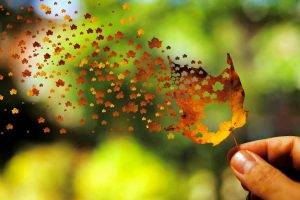 leaves, Fall, Depth Of Field, Nature, Photo Manipulation, Flying, Fingers, Trees