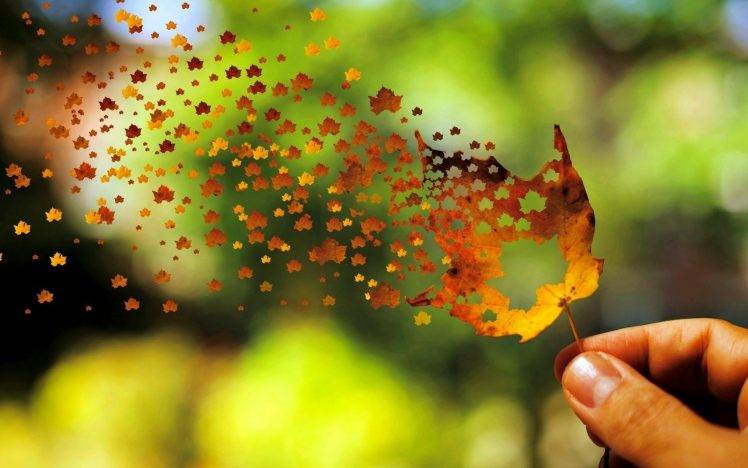 leaves, Fall, Depth Of Field, Nature, Photo Manipulation, Flying, Fingers, Trees HD Wallpaper Desktop Background
