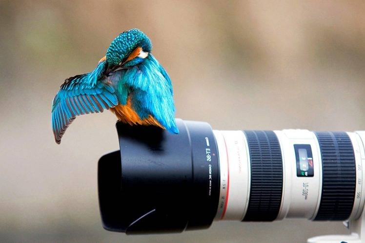birds, Kingfisher, Photography, Camera, Animals, Canon HD Wallpaper Desktop Background