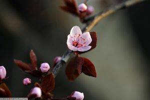 spring, Flowers, Cherry Blossom, Macro