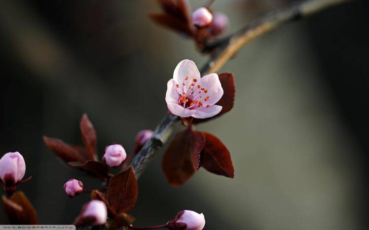 spring, Flowers, Cherry Blossom, Macro HD Wallpaper Desktop Background