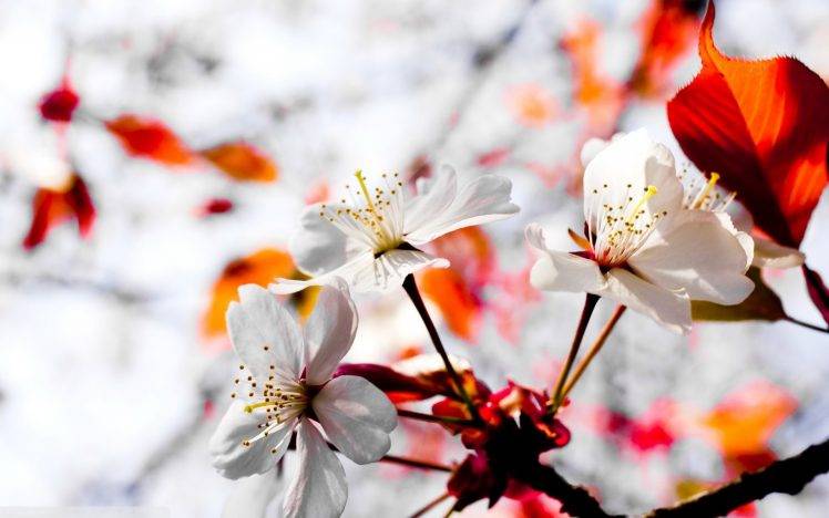 spring, Flowers, Cherry Blossom HD Wallpaper Desktop Background