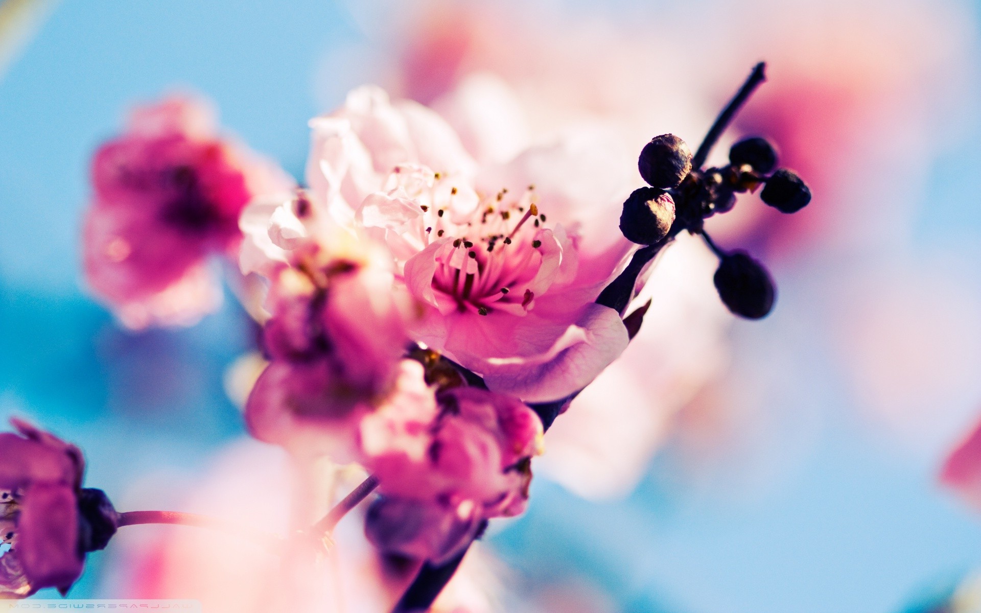 spring, Flowers, Cherry Blossom Wallpaper