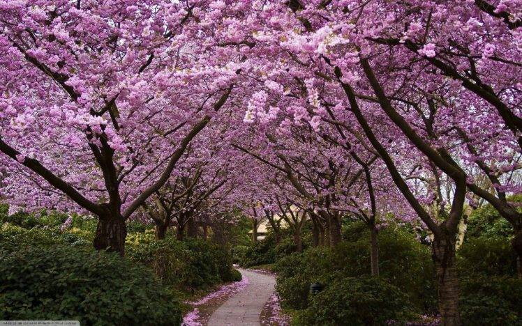 spring, Flowers, Cherry Blossom HD Wallpaper Desktop Background
