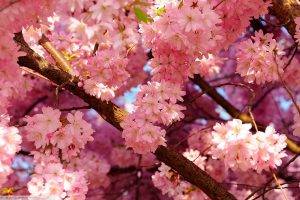 spring, Flowers, Cherry Blossom