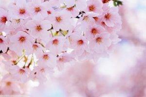 spring, Flowers, Cherry Blossom