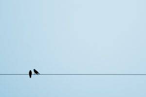 animals, Birds, European Magpie, Crow, Ropes, Simple Background, Silhouette