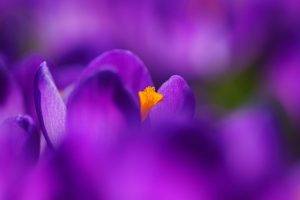 nature, Purple Flowers, Flowers, Crocuses