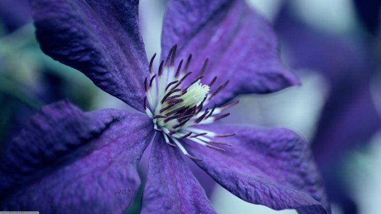 purple Flowers, Flowers, Nature, Macro HD Wallpaper Desktop Background
