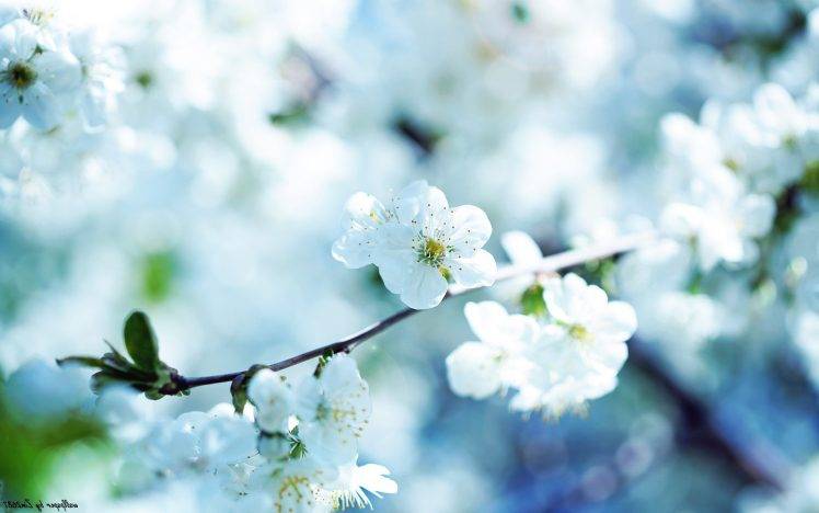 white Flowers, Flowers, Depth Of Field, Nature HD Wallpaper Desktop Background