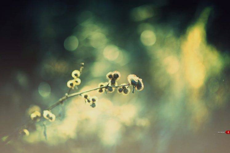 nature, Macro, Bokeh, Plants HD Wallpaper Desktop Background