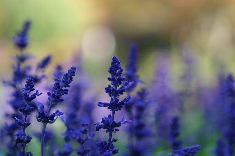 lavender, Purple Flowers, Flowers, Nature, Macro, Depth Of Field HD Wallpaper Desktop Background